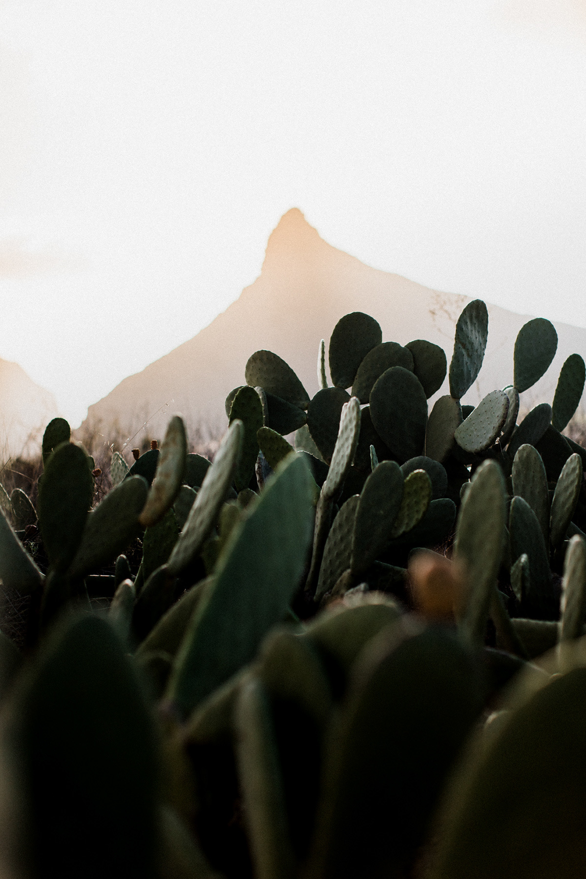 Tenerife-Cactus